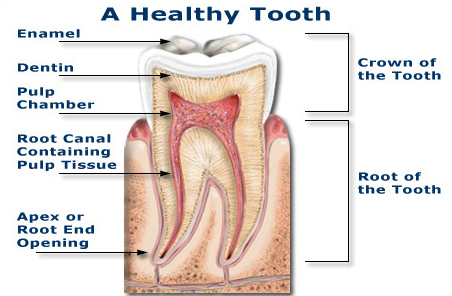 [A Healthy Tooth]
